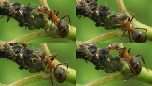 蚂蚁吃蚜虫，并吸蚜虫的奶。高清在线视频素材下载