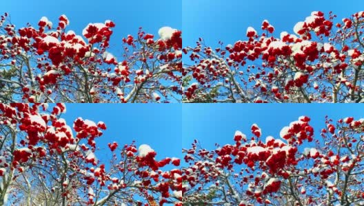 透过花梨树的树枝和红色的浆果簇和雪帽仰望天空高清在线视频素材下载
