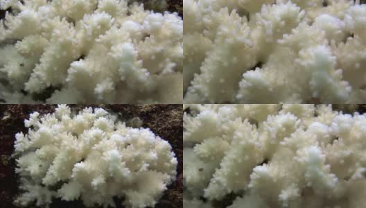 海洋水下的白色珊瑚。高清在线视频素材下载