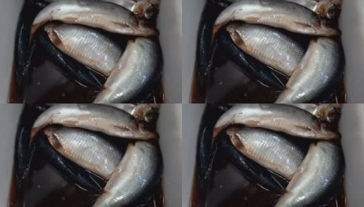 顶部特写缩放在咸的太平洋鲱鱼高清在线视频素材下载