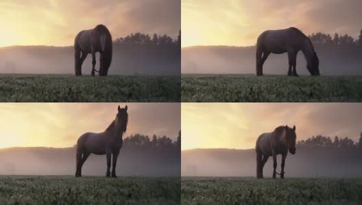 春天日出时，马在牧场上吃草高清在线视频素材下载