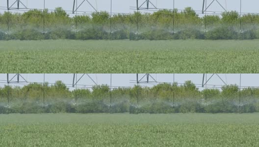 大水或喷灌站在田地和水幼小的植物高清在线视频素材下载