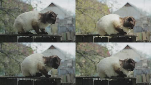 篱笆上的暹罗猫高清在线视频素材下载