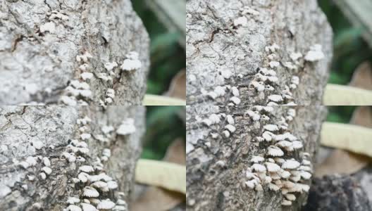 原木上的野生蘑菇，裂褶菌高清在线视频素材下载