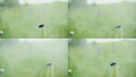 一场夏雨下在植物上的甲虫，动作缓慢高清在线视频素材下载