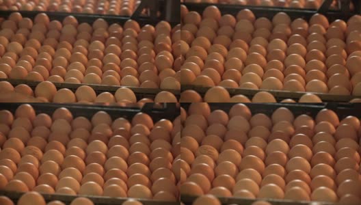 鸡蛋放在孵化器里高清在线视频素材下载