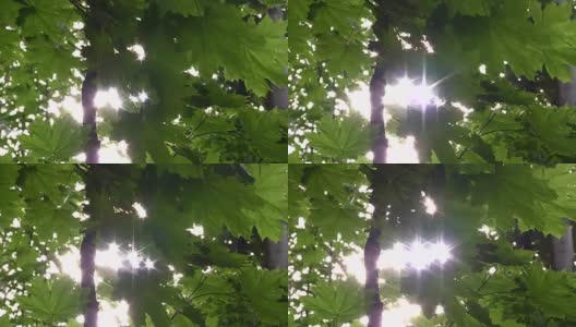 阳光穿过树叶照射进来高清在线视频素材下载
