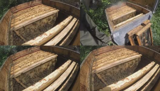 蜜蜂的蜂房高清在线视频素材下载