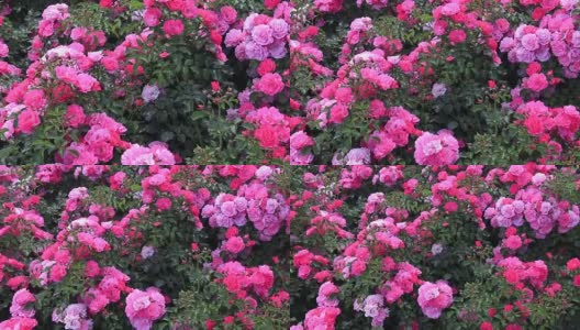 在公园里有粉红色的玫瑰，花圃里有玫瑰，造景，灌木玫瑰，美丽的玫瑰。红玫瑰种在春天的花园里。高清在线视频素材下载
