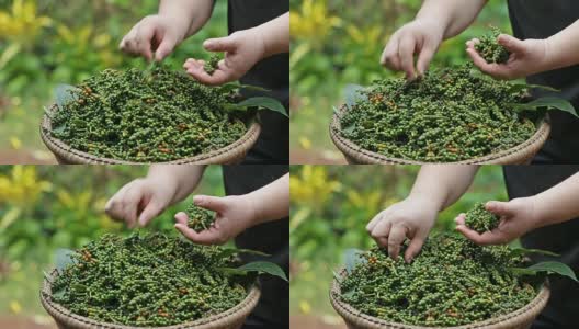 农民手在木筐中挑选新鲜胡椒花束。高清在线视频素材下载