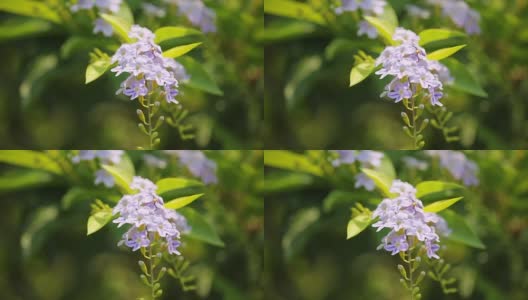 Duranta erecta高清在线视频素材下载