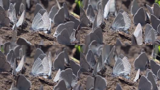 Bläuling，伊卡洛斯Polyommatus icarus，昆虫，吃牛粪矿物的蝴蝶，高清在线视频素材下载