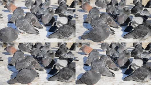 许多灰色的鸽子坐在地板上晒太阳高清在线视频素材下载