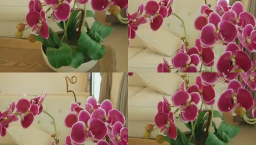 粉红兰花装饰在客厅高清在线视频素材下载