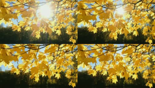 阳光透过黄色的枫树枝叶映在湖面上高清在线视频素材下载