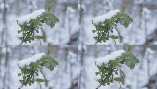 绿叶，在春雪下发芽，在阴天。植物在雪下发芽。高清在线视频素材下载