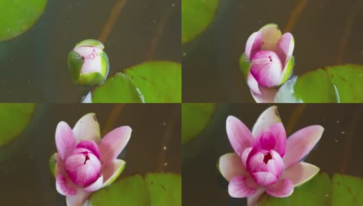 时间流逝，粉红色的睡莲花开放了高清在线视频素材下载
