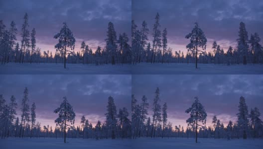 Conifer Trees And Surroundings Covered By Snow On A Cloudy Weather In Lapland. -wide shot高清在线视频素材下载
