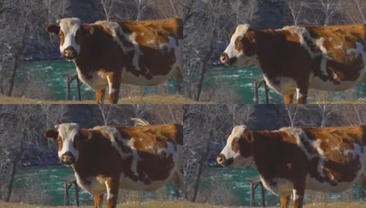 小牛看着摄像机。奶牛农场牧场高清在线视频素材下载