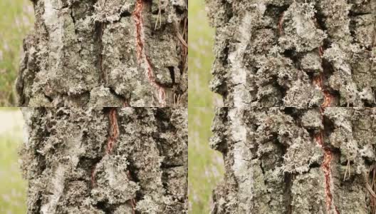 冰岛苔藓(Cetraria islandica, Lichen islandicus)高清在线视频素材下载