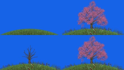 樱桃树时间流逝生长在圆花盛开的田野，蓝屏色makey高清在线视频素材下载