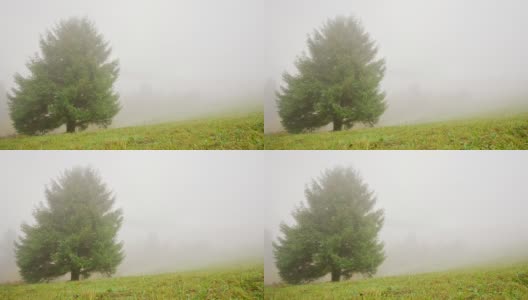 浓雾笼罩着森林。36、青杉木，草，万物在云。山地地形，没什么可看的。微风吹动树枝和草。神秘的地方,黑暗。乌克兰高清在线视频素材下载