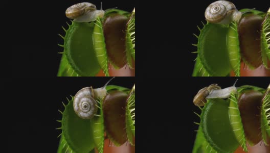 捕蝇草抓住一只蜗牛高清在线视频素材下载