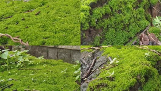 美丽的绿色藻类生长在石头的特写镜头高清在线视频素材下载