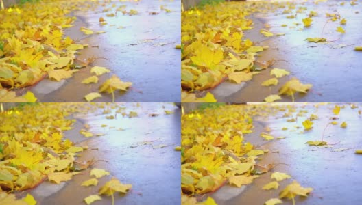 柏油路上的秋叶从过往的汽车上飞下来高清在线视频素材下载