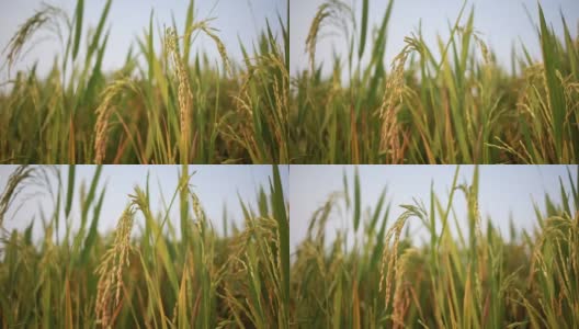 日落时分的稻田宏观视图高清在线视频素材下载