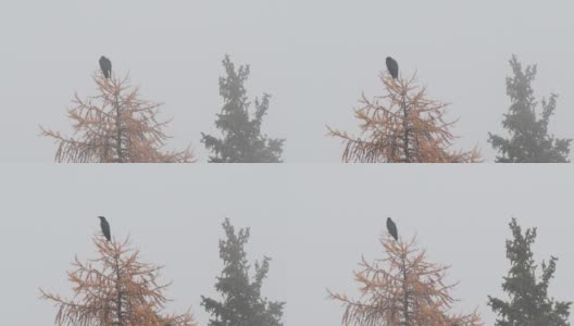 常见的乌鸦。树上的鸟。在雾中，Corvus Corax。高清在线视频素材下载