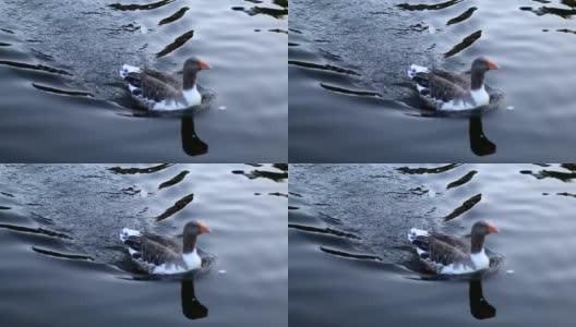 鸭子在湖里游泳高清在线视频素材下载