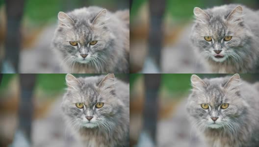 夏日花园中猫的肖像高清在线视频素材下载