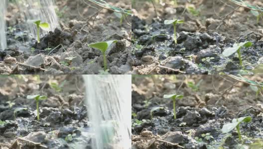 一种在地面上用喷壶浇灌的新生植物的胚芽。水被土壤吸收了高清在线视频素材下载