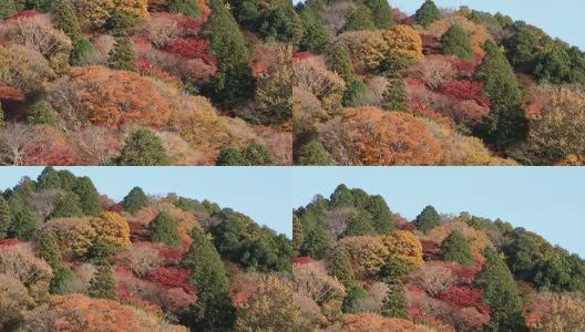 电影《倾城》与日本名古屋秋叶红叶共同拍摄高清在线视频素材下载