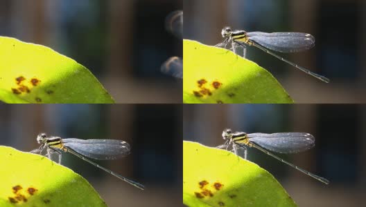 蜻蜓抓住树枝高清在线视频素材下载
