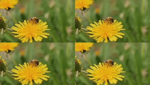 蜜蜂在黄花上飞4k高清在线视频素材下载