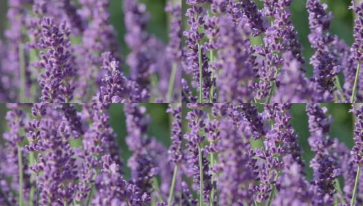DOF, MACRO, CLOSE UP:紫丁香花在轻夏季风轻轻移动。高清在线视频素材下载
