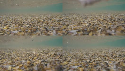 小贝壳在水下的慢动作运动高清在线视频素材下载