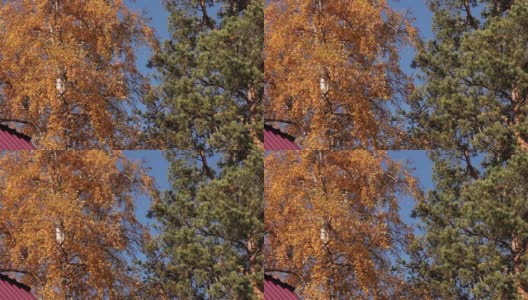 秋天的树木带着嫩黄的叶子和嫩绿的松针，映衬着美丽的蓝天，暖洋洋的秋日。高清在线视频素材下载
