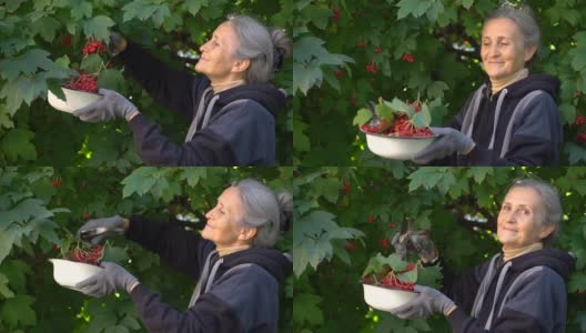 快乐美丽的大姐手捧红的野蔷薇浆果，在花园的树旁向大家展示，快乐的退休生活高清在线视频素材下载