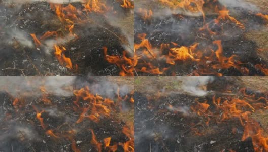 自然界有危险的野火，烧干草。森林空地上烧焦了黑色的草高清在线视频素材下载