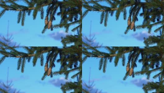绿色云杉的树枝上有球果。云杉树枝映衬着蓝天。高清在线视频素材下载