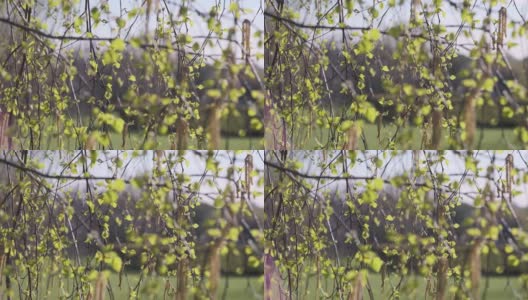 在阳光的照耀下，白桦树的枝叶在春风中摇曳高清在线视频素材下载
