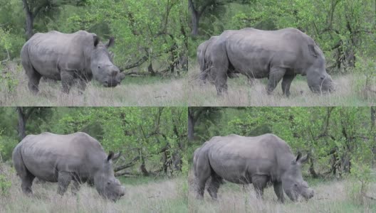无角犀牛在长长的草丛中吃草，一头犀牛面对着镜头高清在线视频素材下载