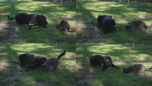 藤科索躺在绿色的草地上，吠叫着，嗅着猫靠近吃的东西。温顺的黑狗在公园户外遇见动物摇尾巴。高清在线视频素材下载