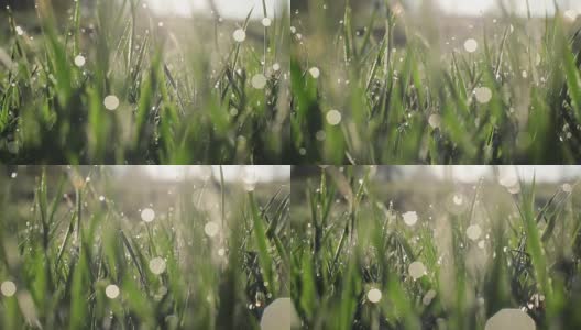 镜头缓慢地通过新鲜的春天的草地和清晨的露珠草地或院子-微距近模糊的虚景水气泡跟踪拍摄到右边高清在线视频素材下载