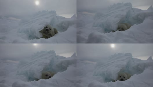 可爱的新生海豹在俄罗斯白雪海上。高清在线视频素材下载