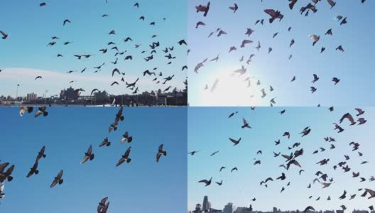 鸽子群飞在哈德逊河上面向纽约市高清在线视频素材下载