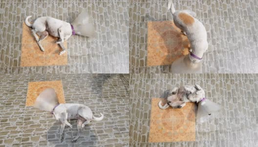 两张狗狗用假人项圈挠痒痒的照片高清在线视频素材下载